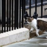 New kitten to join Starmer family in Downing Street, PM says