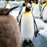 ‘Oh lawd he comin’: Huge penguin chick called Pesto goes viral