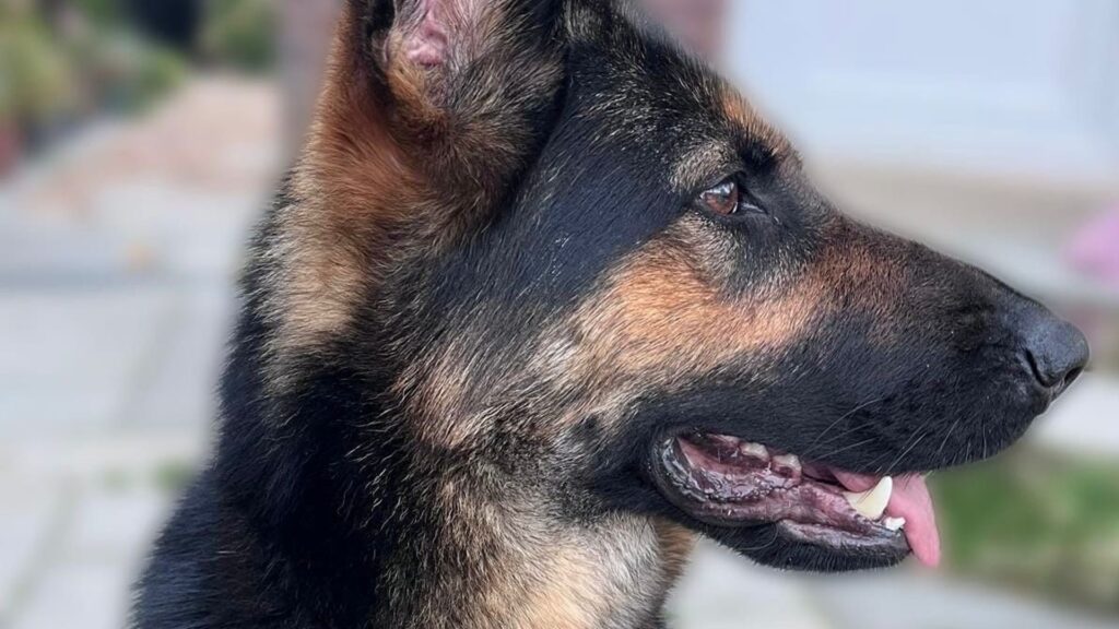 Police dog retires after being injured in Southport disorder