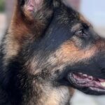 Police dog retires after being injured in Southport disorder