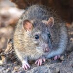 Contraception key to solving New York’s rat problem