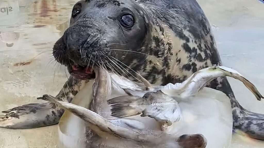 ‘Stubborn’ seal who doesn’t like to work for her food celebrates milestone birthday