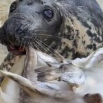 ‘Stubborn’ seal who doesn’t like to work for her food celebrates milestone birthday