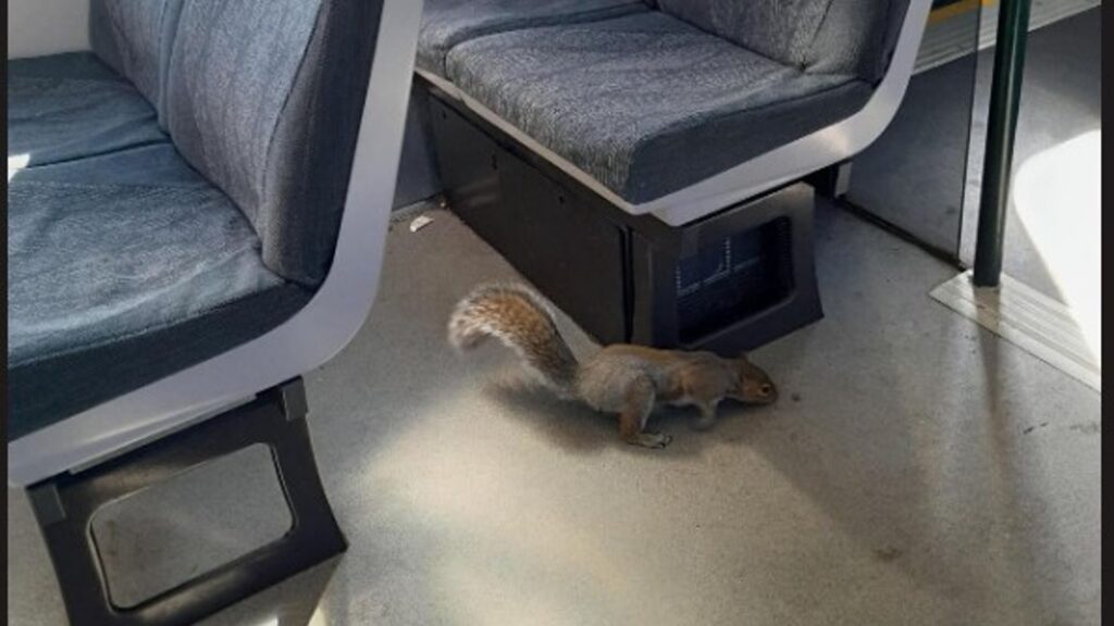 Squirrels board train and ‘refuse to leave’ forcing cancellation