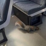 Squirrels board train and ‘refuse to leave’ forcing cancellation