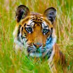 Tiger bites woman’s arm in park attack