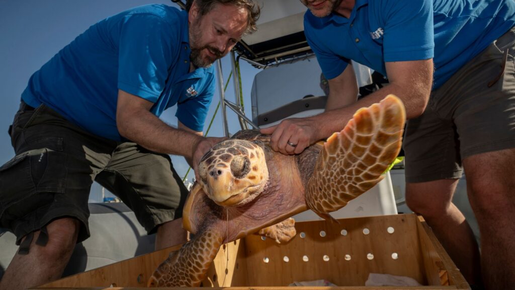 ‘Weak’ turtles washed up on UK shores released back into the sea