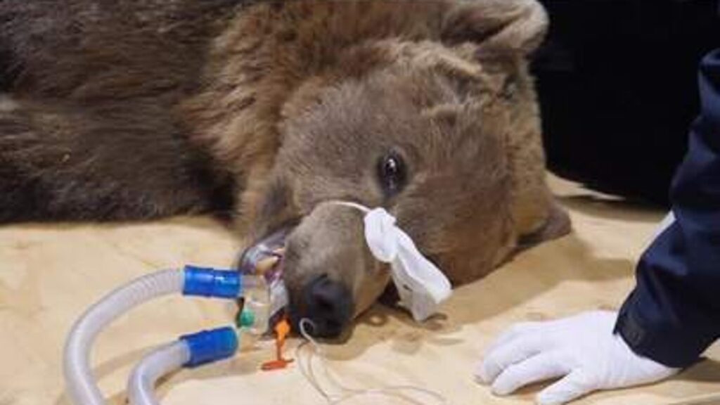 Brown bear that underwent brain surgery ‘doing well’ but ‘not out the woods’