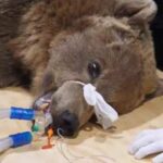 Brown bear that underwent brain surgery ‘doing well’ but ‘not out the woods’