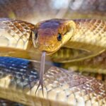 Snakes in your attic? Why there could be a 2m-long reptile living in your home