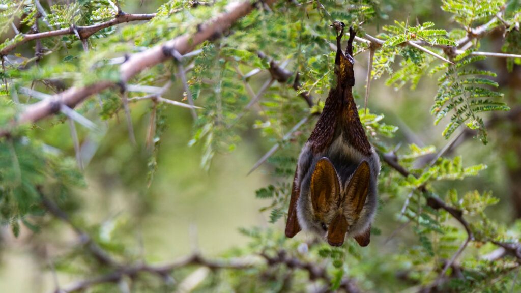 Child dies of rabies in Canada after waking up to bat in room