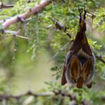 Child dies of rabies in Canada after waking up to bat in room