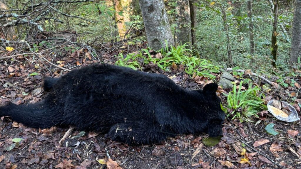 Bear killed while trying to eat pancakes