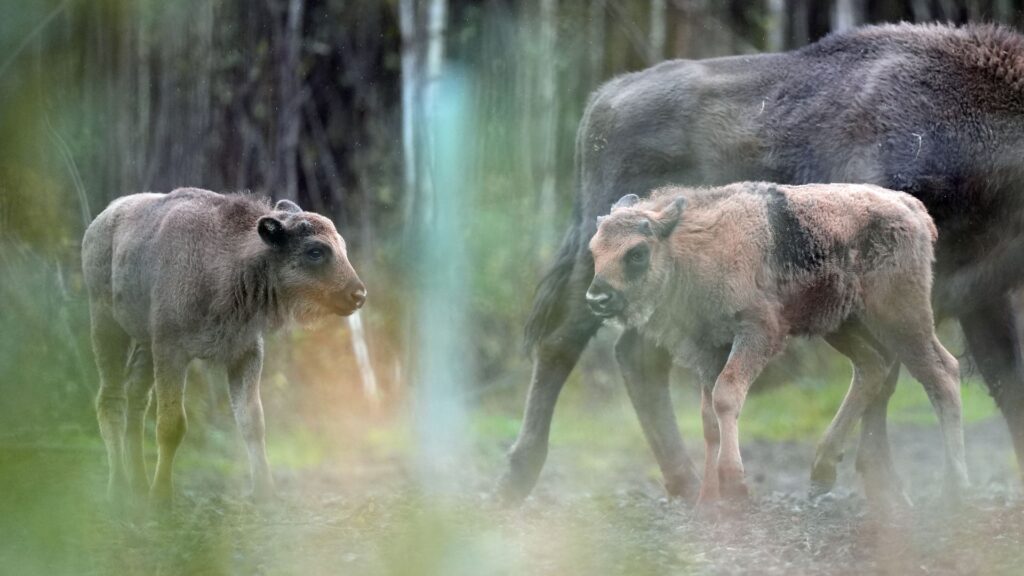 Two bison calves born in Kent, to ranger’s ‘absolute astonishment’