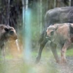 Two bison calves born in Kent, to ranger’s ‘absolute astonishment’