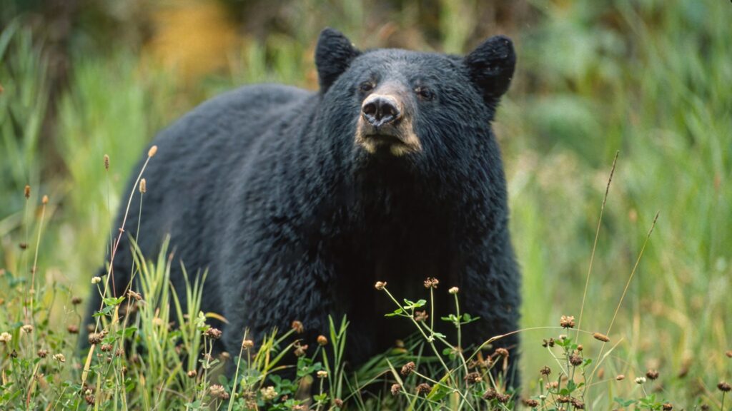 Bear attacks man inside home after breaking in with cubs