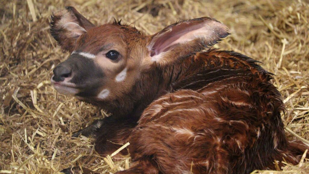 UK safari park welcomes one of Earth’s most endangered animals