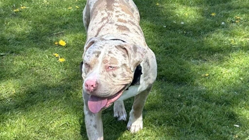 Owner of XL bully put down in ‘error’ was waiting for call to collect dog