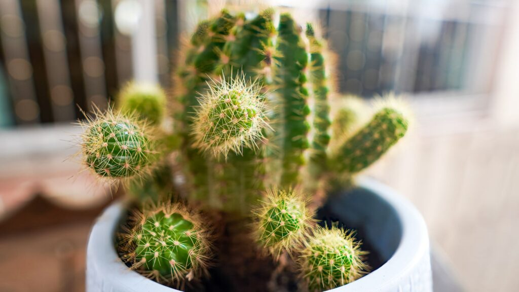 Prickly mayor bans cactus plants in buildings