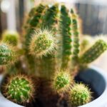 Prickly mayor bans cactus plants in buildings