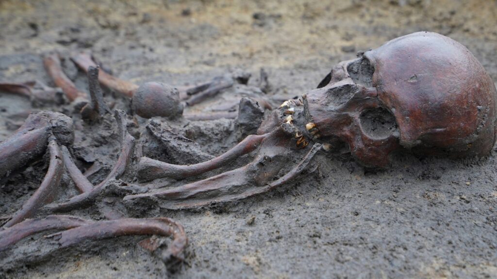 50 ‘well-preserved’ skeletons unearthed