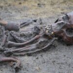 50 ‘well-preserved’ skeletons unearthed