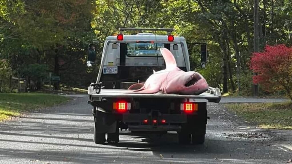 Huge great white shark washes up on Cape Cod beach