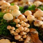 ‘Mass casualty incident’ after children and adults eat ‘toxic mushrooms’