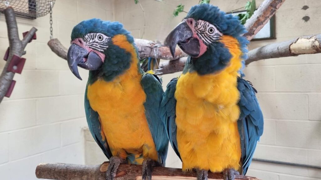 Parrots missing from London Zoo found behind Cambridgeshire family’s garden