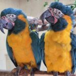 Parrots missing from London Zoo found behind Cambridgeshire family’s garden