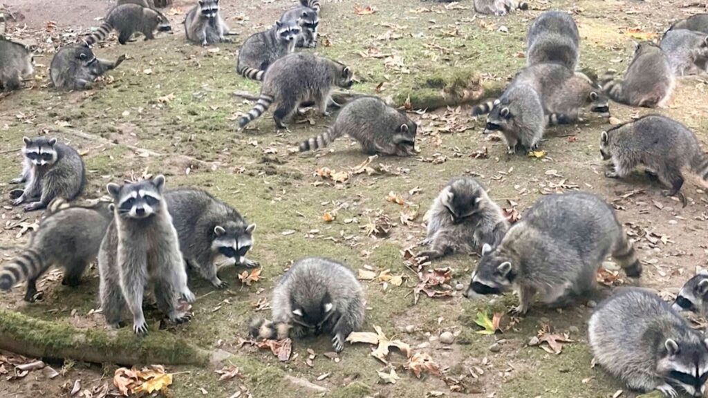 Woman forced to flee after around 100 raccoons besiege home demanding food