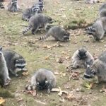 Woman forced to flee after around 100 raccoons besiege home demanding food