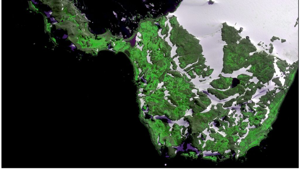 Scientists ‘shocked’ at how quickly parts of Antarctica are turning green