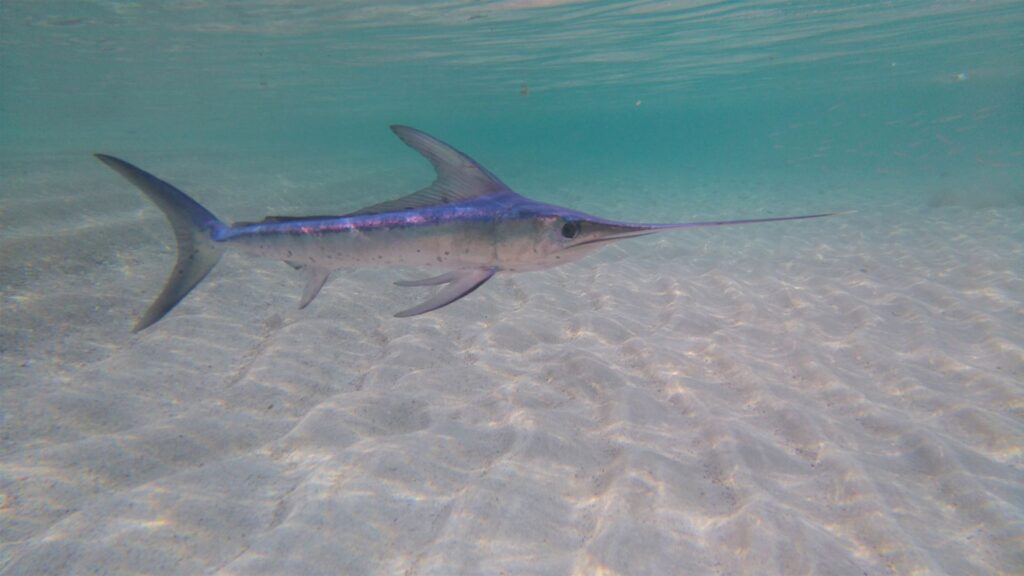 Surfer killed by swordfish in Indonesia