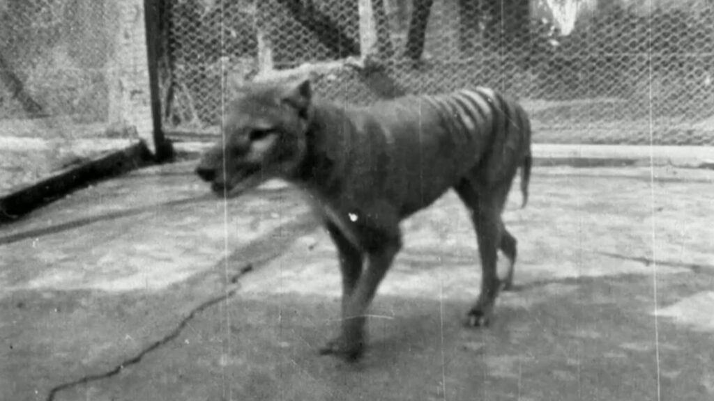 Scientists closer to bringing back Tasmanian tiger from extinction