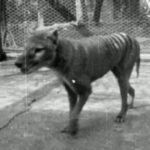 Scientists closer to bringing back Tasmanian tiger from extinction