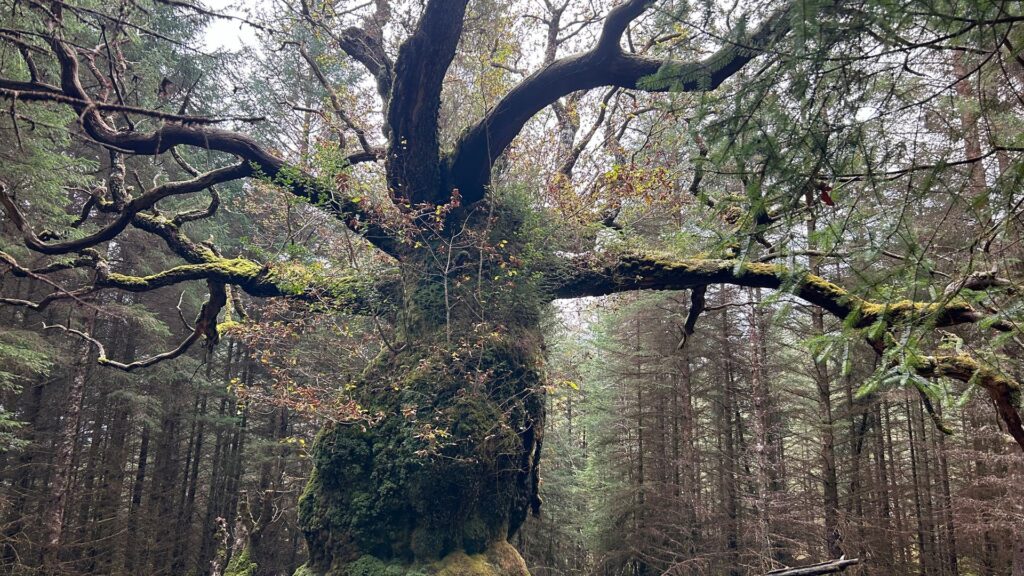 Ancient oak named after band crowned UK Tree of the Year