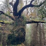 Ancient oak named after band crowned UK Tree of the Year