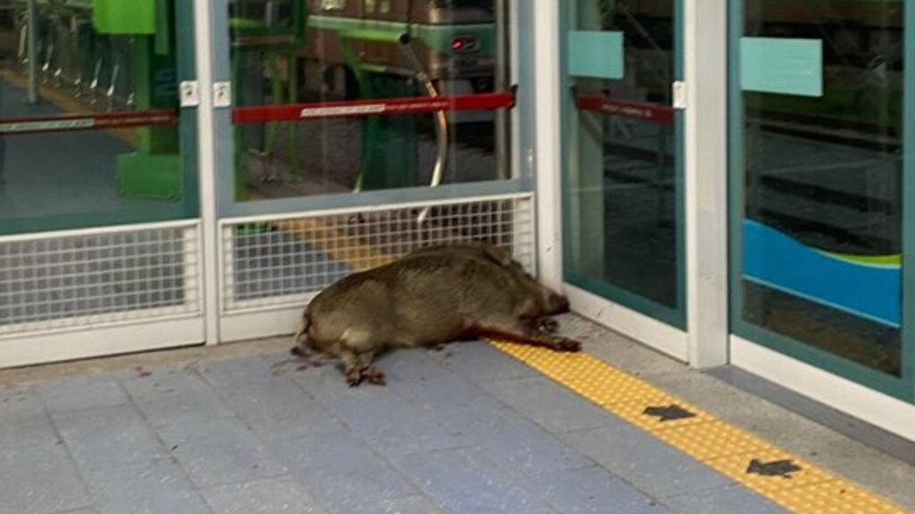 Wild boar shot dead after biting man’s arm at rail station