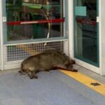 Wild boar shot dead after biting man’s arm at rail station