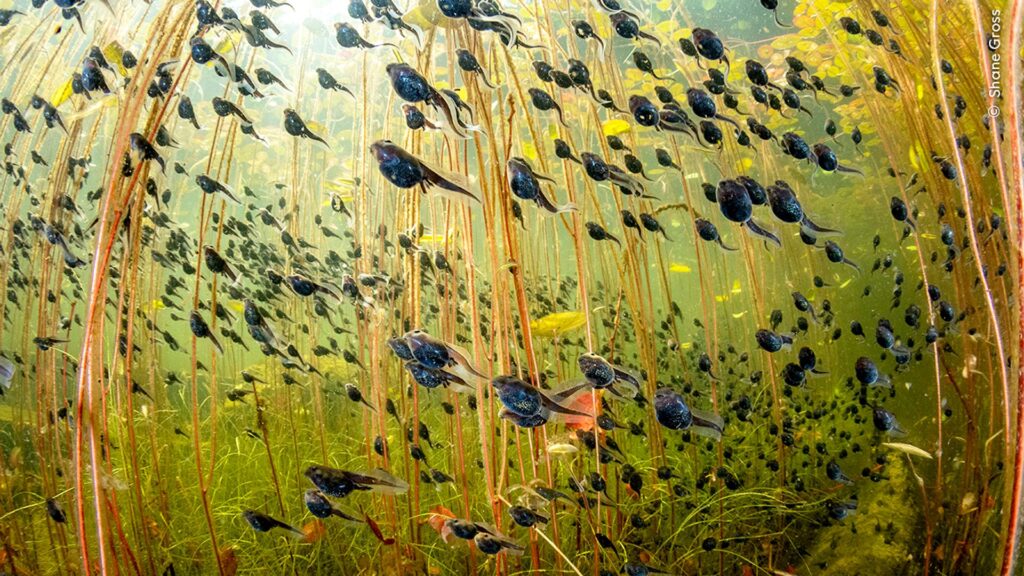 Tadpoles take top prize as greatest wildlife photographs of the year are revealed