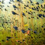 Tadpoles take top prize as greatest wildlife photographs of the year are revealed