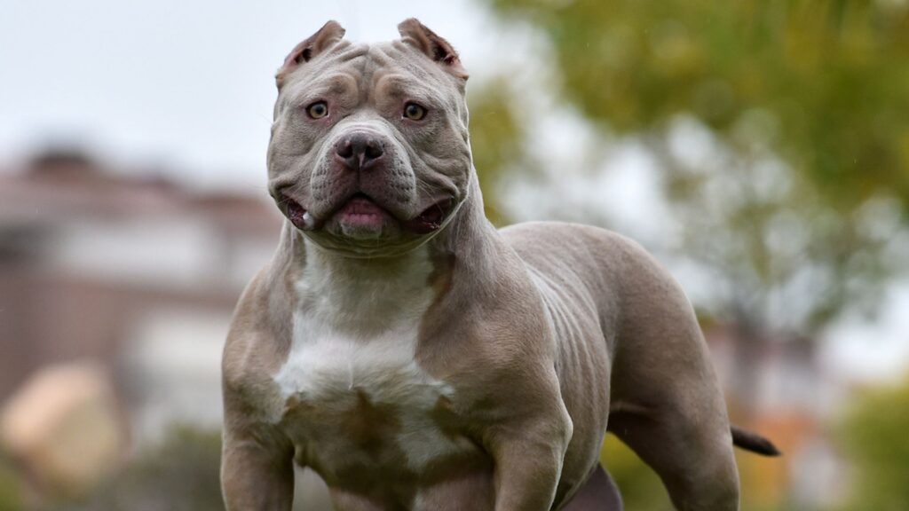 Police force apologises for putting down family’s pet XL bully by mistake