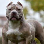 Police force apologises for putting down family’s pet XL bully by mistake