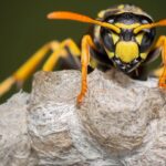 Warning about wasps swarming after floods caused by deadliest US hurricane in years