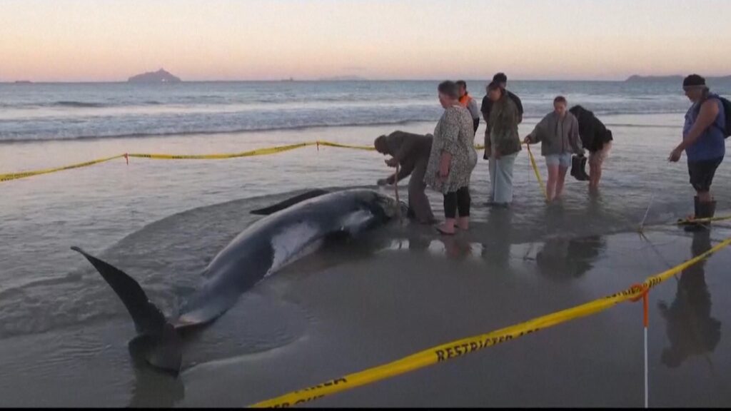 People come together to save more than 30 whales stranded on New Zealand beach