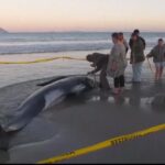 People come together to save more than 30 whales stranded on New Zealand beach