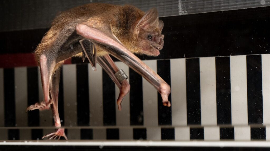 Vampire bats sprint on treadmill as study shows how blood gives them energy