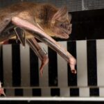 Vampire bats sprint on treadmill as study shows how blood gives them energy