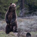 Vigil for beloved grizzly bear who was killed by a vehicle